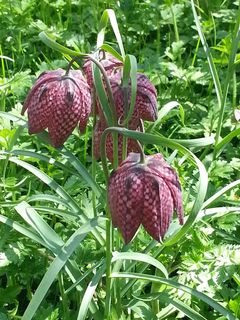采购产品蛇皮，贝母，花，食品，植物，绿色，食品和饮料，植物部分