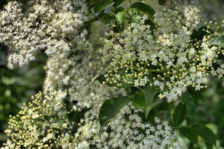 接骨木、花、芽、伞形花序、白色、接骨木、花、开花植物