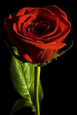 黑色、玫瑰色、红色、背景、特写、孤立、无人、花瓣