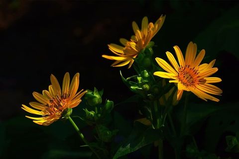 金色的紫菀花在阴凉处沐浴在部分阳光下。