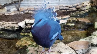 壮丽，异国情调，鸟，聋，异国情调的鸟，壮丽的聋，野鸡，鸟