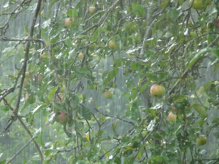 倾盆大雨，暴雨，雨，颤抖，潮湿，水，树，苹果树