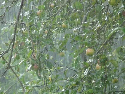 倾盆大雨,暴雨,雨,颤抖,潮湿,水,树,苹果树 倾盆大雨,暴雨,雨,颤抖,潮湿,水,树,苹果树