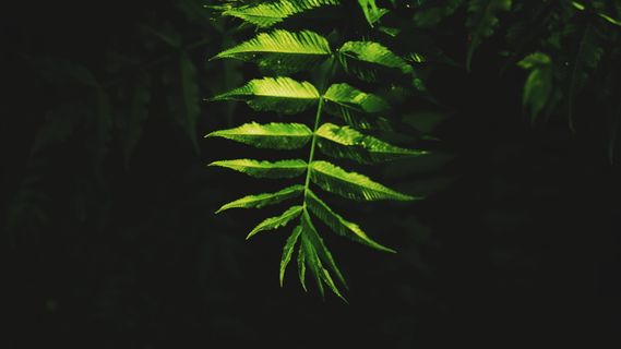 光、黑、叶、植物部分、绿色、植物、生长、自然