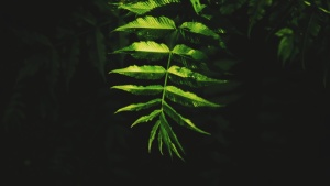 光、黑、叶、植物部分、绿色、植物、生长、自然