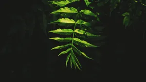 光、黑、叶、植物部分、绿色、植物、生长、自然