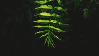 光、黑、叶、植物部分、绿色、植物、生长、自然