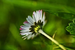 选择性、聚焦、特写、摄影、白色、花朵、普通雏菊、雏菊