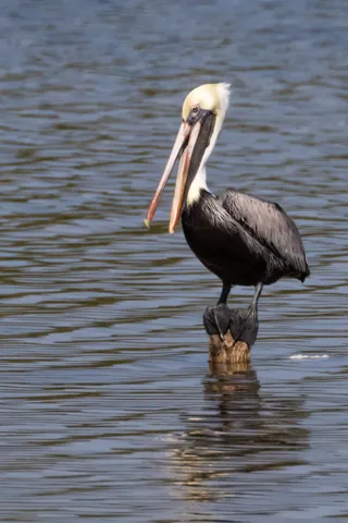 古巴，可可树，鹈鹕，鸟，岛屿，观鸟，野生动物，野生动物