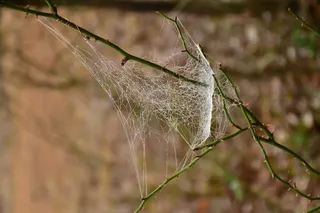 蜘蛛网，无脊椎动物，蜘蛛，动物，蛛形纲，昆虫，蟋蟀，花园蜘蛛