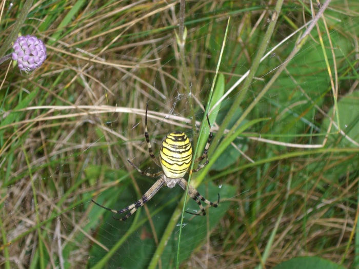 黄蜂蜘蛛，蜘蛛，argiope bruennichi，斑马，虎蜘蛛，丝带蜘蛛，车轮蜘蛛，2001年度蜘蛛