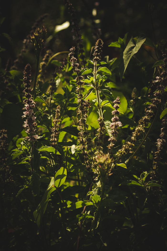 绿色植物特写