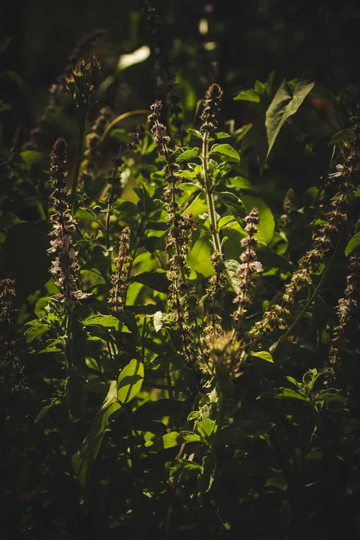 绿色植物特写