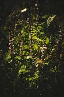 绿色植物特写 绿色植物特写
