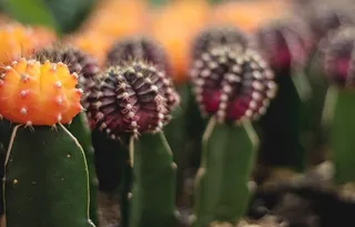 红色和橙色仙人掌的博克摄影