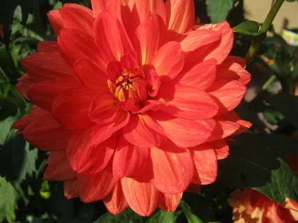 大丽花,红色,秋天,花,开花植物,花,脆弱,脆弱 大丽花,红色,秋天,花,开花植物,花,脆弱,脆弱