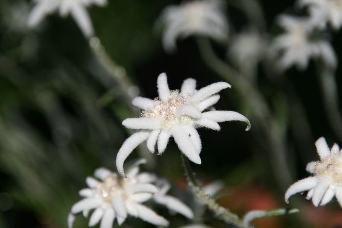 雪绒花，蓬松，白色，高山花，植物，花，自然之美，白色