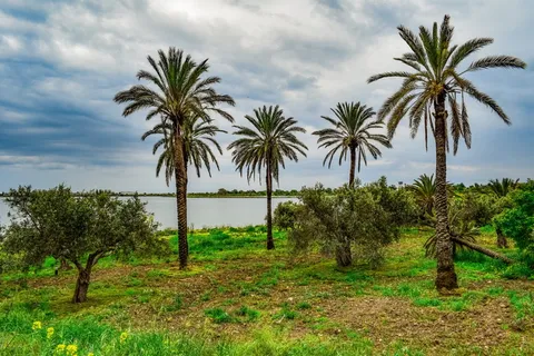 棕榈树，树木，景观，风景，自然，草地，湖泊，天空