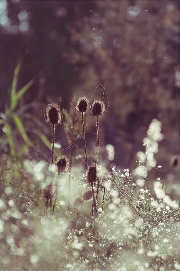 棕色，植物，聚焦摄影，白天，白色，蒲公英，白天，时间