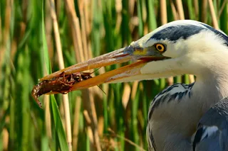 苍鹭、涉禽、动物、猎物、捕获物、小龙虾、喂食、眼睛