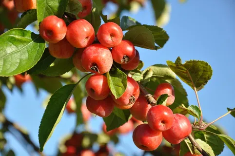 红番茄、李子、水果、果树、春天、红色、动力、收获 红番茄、李子、水果、果树、春天、红色、动力、收获