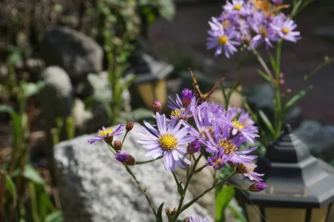 花,秋天,荒凉,开花植物,花,植物,新鲜,脆弱 花,秋天,荒凉,开花植物,花,植物,新鲜,脆弱