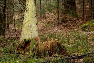 树木，部落，树桩，风暴，破坏，森林，自然，木材