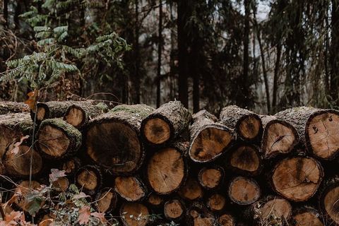 秋天在雾天向森林走去