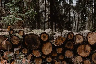 秋天在雾天向森林走去