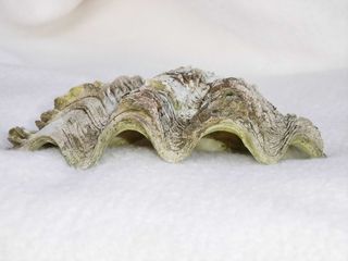 贝壳，牡蛎，贝壳，室内，特写，白色背景，工作室拍摄，没有人