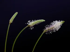 紫色，有花瓣的花，孤立的，黑色，背景，草叶，种子，繁殖