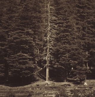 巴基斯坦，马霍德湖，白树，白树，森林，树，闹鬼，闹鬼