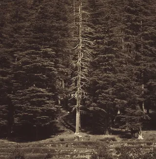 巴基斯坦，马霍德湖，白树，白树，森林，树，闹鬼，闹鬼