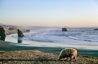 海滩上的羊群就像夕阳掠过海洋