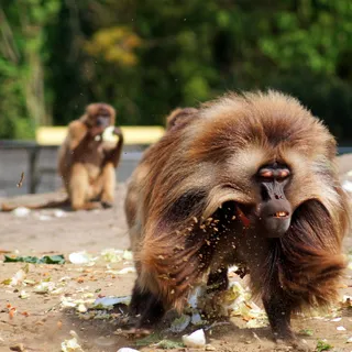 动物园、类人猿、圈地、饲养、雄性、灵长类、猴子、动物主题