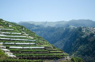 马德拉，葡萄牙，自然，植物，种植，茶，风景-自然，山