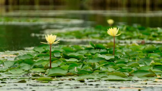 花卉,床上用品,园林植物,观赏植物,花卉,自然,植物,美丽 花卉,床上用品,园林植物,观赏植物,花卉,自然,植物,美丽