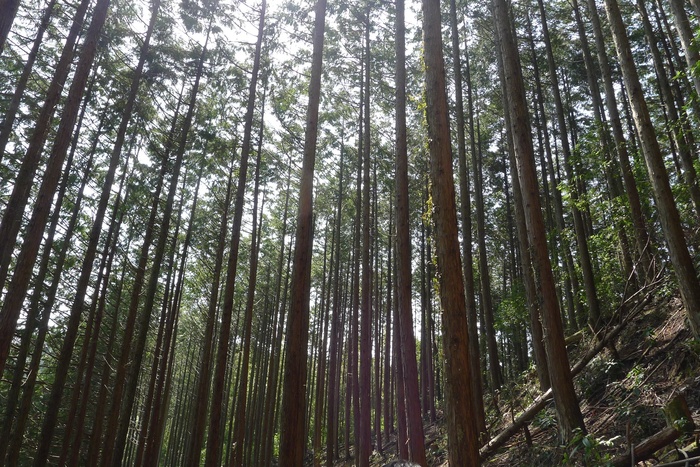 山、森林、树林、间伐、柏树、树木、植物、土地