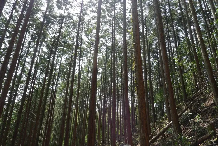 山、森林、树林、间伐、柏树、树木、植物、土地