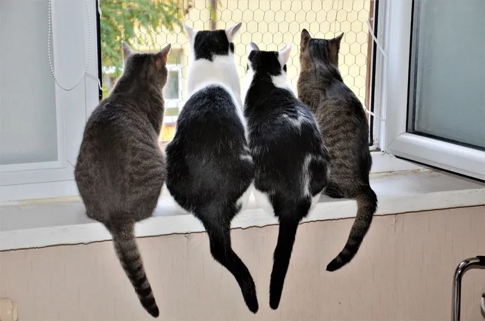 照片，虎斑猫，猫，看，外面，窗户，动物，猫