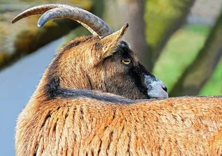 近景、摄影、棕色、羚羊、山羊、博克、有角、家畜