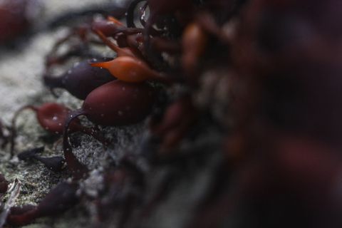 海洋生物，碎屑，海岸线，微观，背景，宏观，海带，海岸