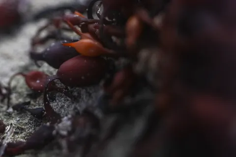 海洋生物，碎屑，海岸线，微观，背景，宏观，海带，海岸