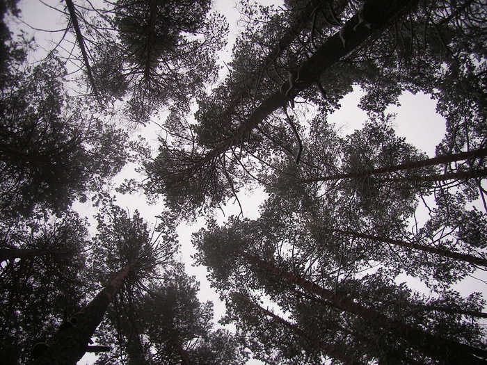 森林、天空、冬天、树木、植物、低角度视野、生长、宁静