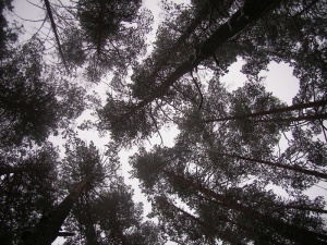 森林、天空、冬天、树木、植物、低角度视野、生长、宁静