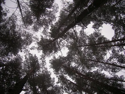 森林、天空、冬天、树木、植物、低角度视野、生长、宁静 森林、天空、冬天、树木、植物、低角度视野、生长、宁静
