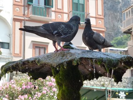 阿马尔菲，口渴，注册，鸽子，注册你的鸽子，鸟，动物主题，动物野生动物