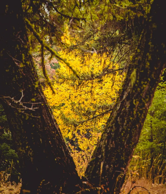 美国，mccall，未命名道路，树，树干，植物，树干，黄色