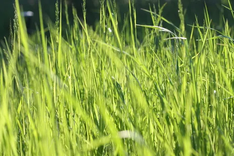 绿色草地 绿色草地