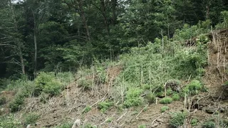 美国，纳什维尔，地球，自然，自然，森林，森林，绿色